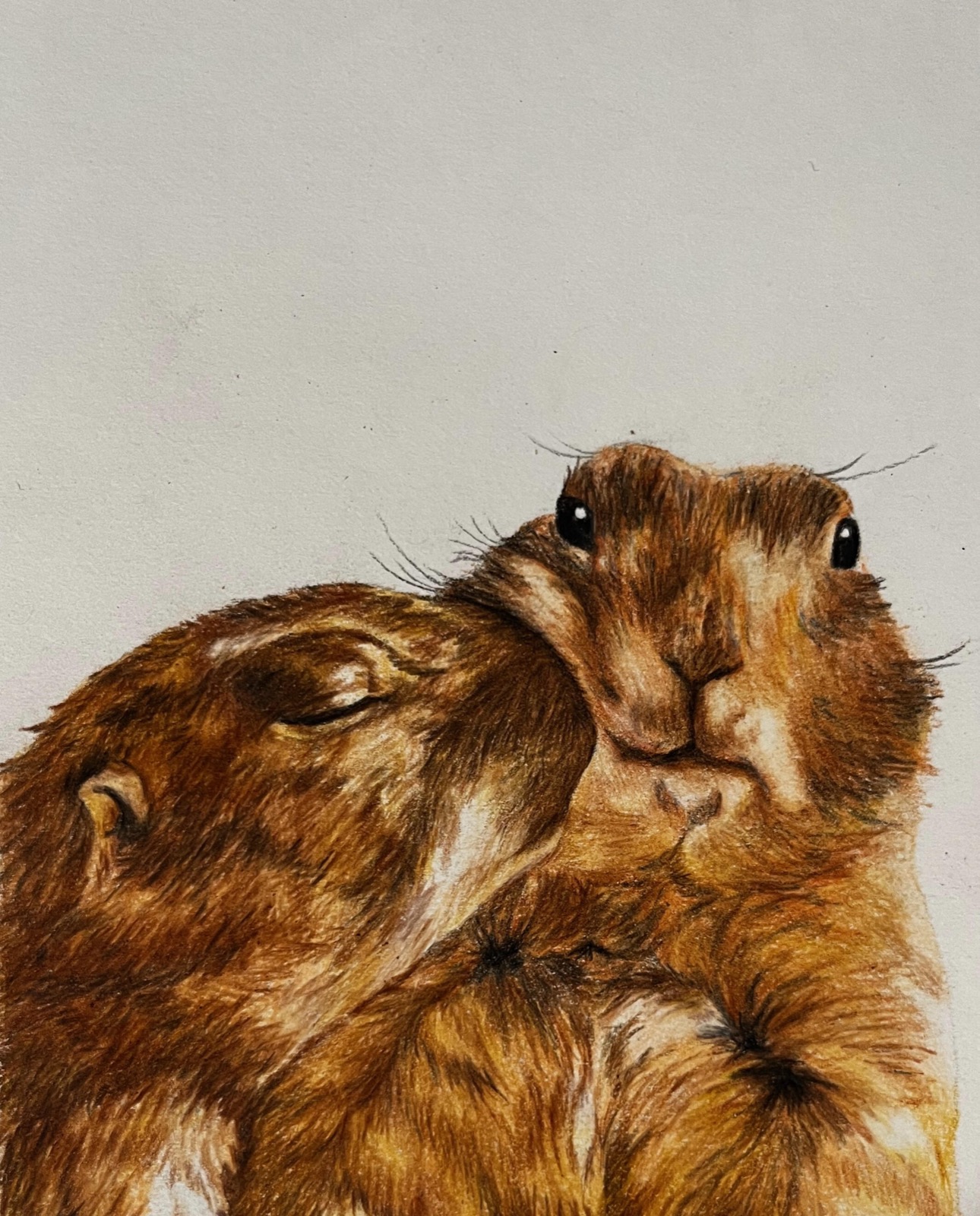 Groundhogs, colored pencil drawing of two groundhogs nuzzling