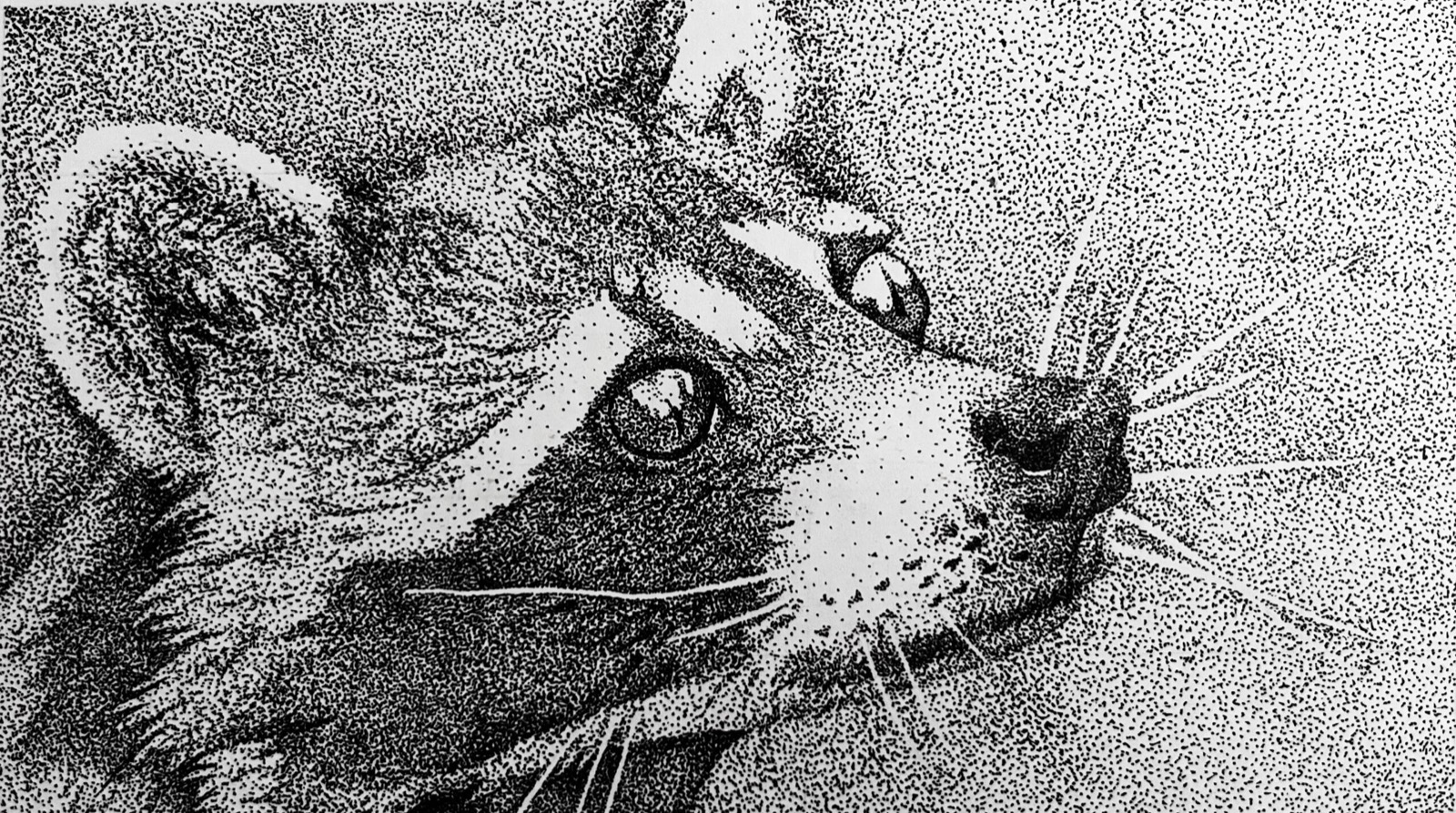 Racoon, stippled pen drawing of a cat's face