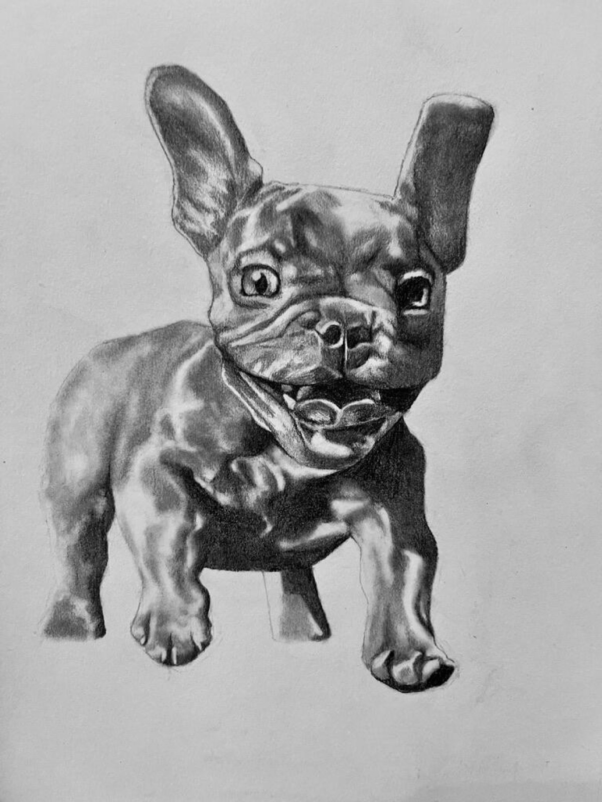 Sparky!, pencil drawing of a french bulldog puppy